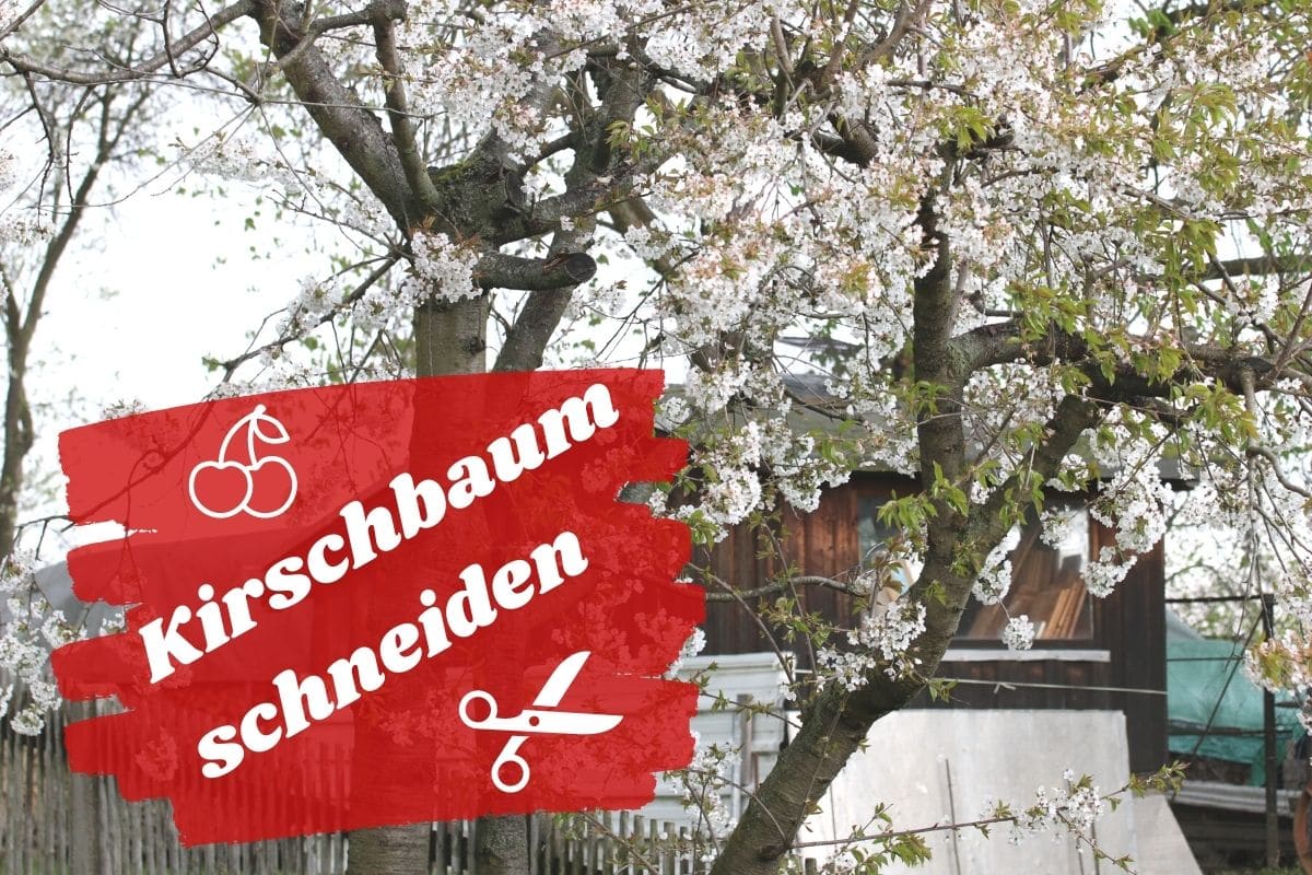 Kirschbaum schneiden