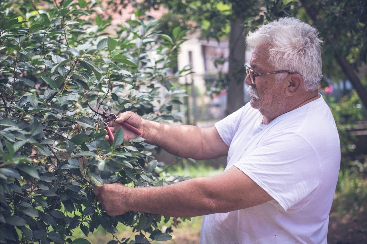 Kirschbaum schneiden