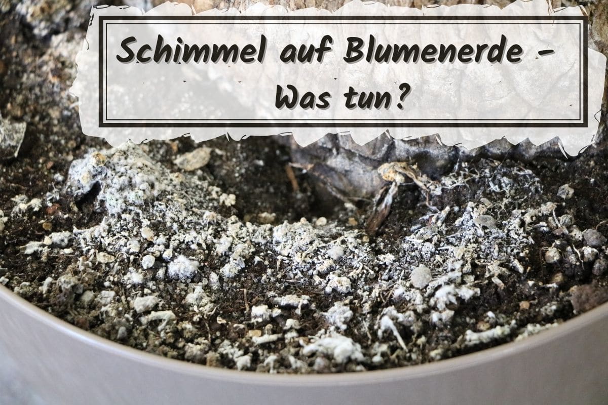 Schimmel auf Blumenerde