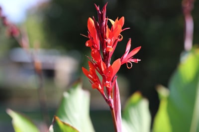 Blüte des Indischen Blumenrohrs