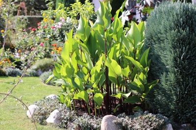 Indisches Blumenrohr im Garten