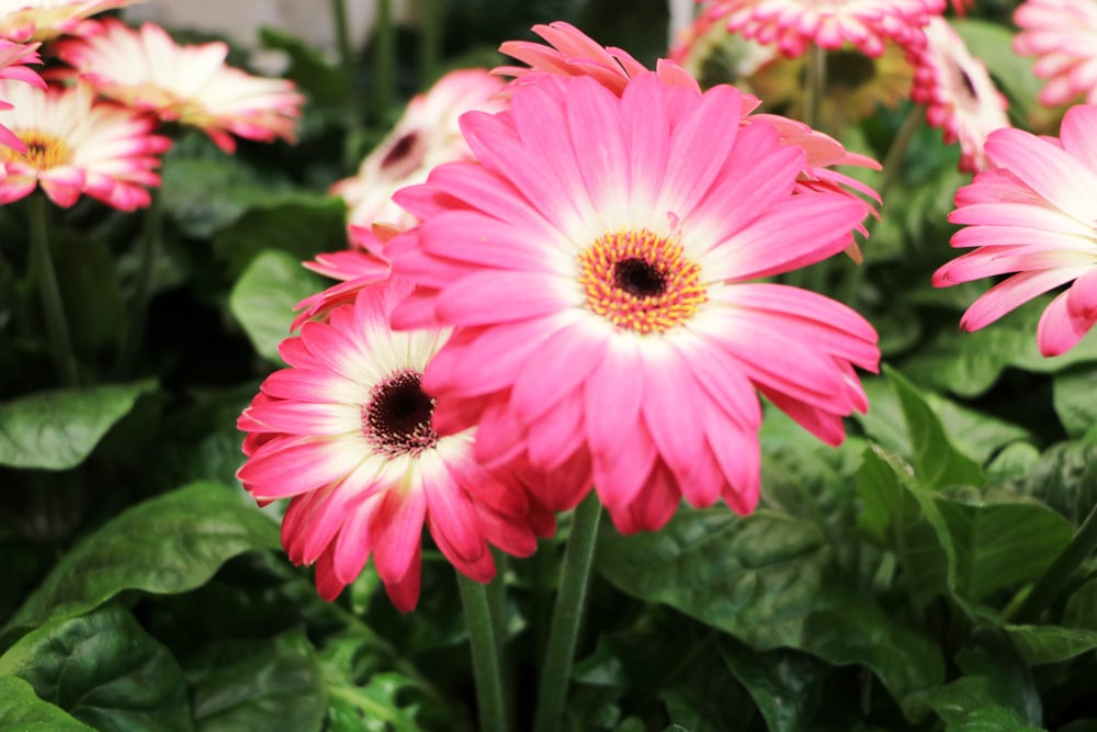 Gerbera