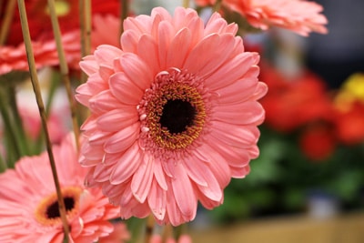 Gerbera