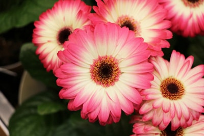 Gerbera