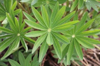 Lupinen mit Wassertropfen