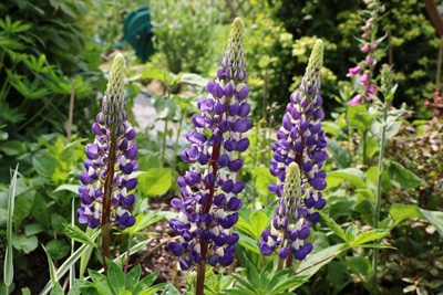 3 Lupinenblüten in Großaufnahme