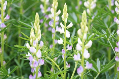 lupine lupinus