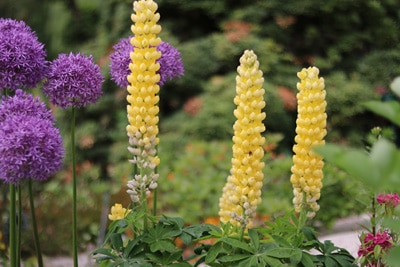 Vielblättrige Lupine - Lupinus polyphyllus 