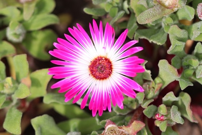 Mittagsblume