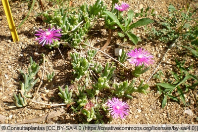 Mittagsblume - Delosperma cooperi 