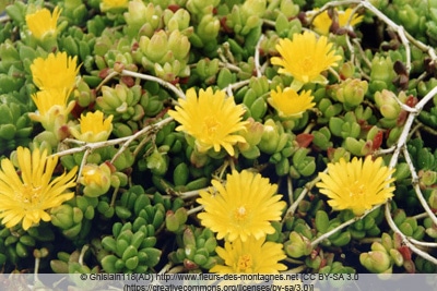 Mittagsblume - Delosperma lineare 