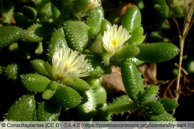 Mittagsblume - Delosperma pruinosum 
