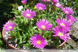 Mittagsblume, Delosperma Pflege & Vermehren Gartenrat.de