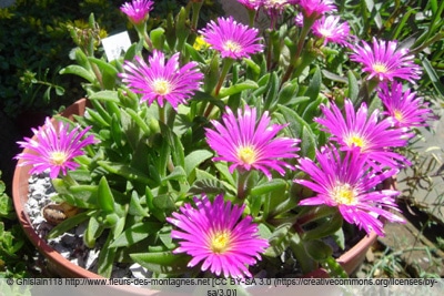 Mittagsblume - Delosperma sutherlandii 