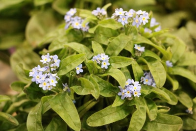 Wald-Vergissmeinnicht - Myosotis sylvatica 