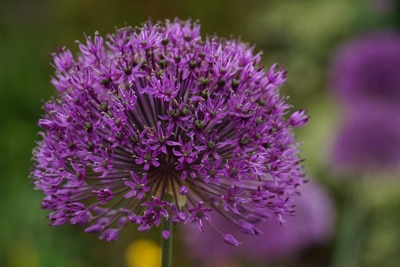 Zierlauchblüte in Makroaufnahme