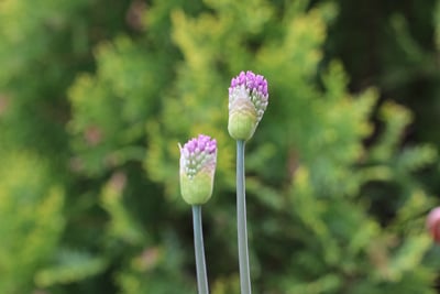 Geschlossene Zierlauchblüten