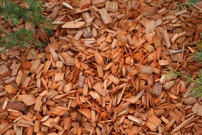 Pinienmulch