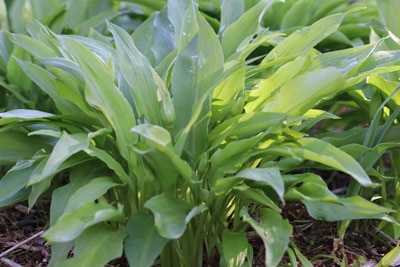 Bärlauch - Allium ursinum