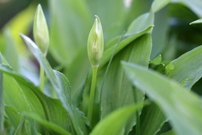 Bärlauch - Allium ursinum