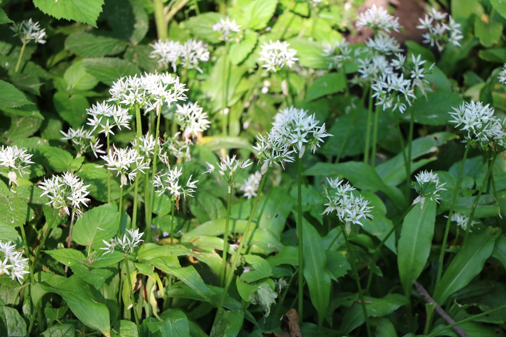 Bärlauch - Allium ursinum