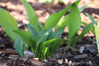 Bärlauch - Allium ursinum