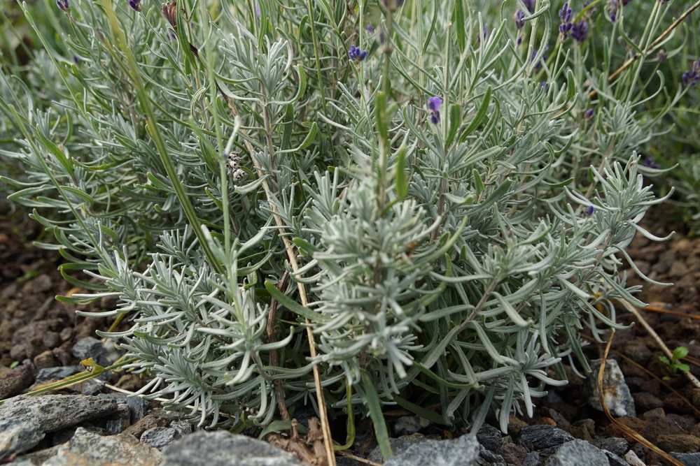 Lavendel