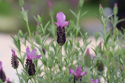 Lavendel - Lavandula stoechas