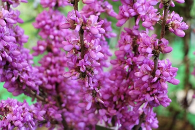 Chinesischer Judasbaum - Cercis chinensis