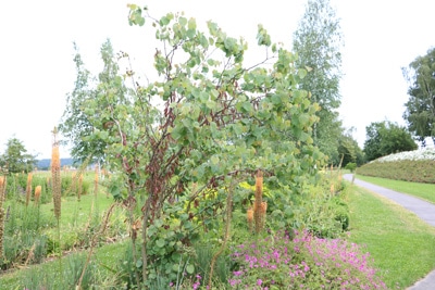 Judasbaum - Cercis siliquastrum