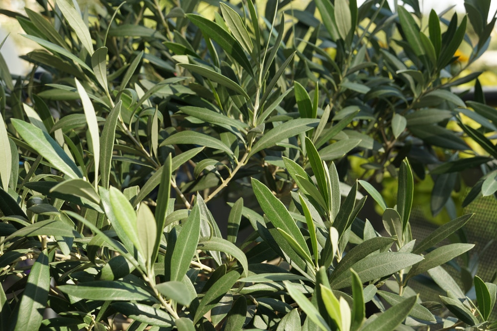 Olivenbaum - Ölbaum - Olea europaea