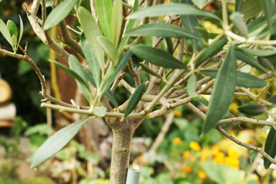 Olivenbaum - Ölbaum - Olea europaea