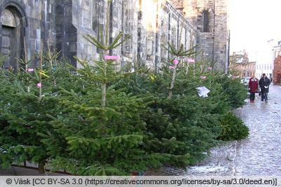 Nordmanntanne als Weihnachtsbaum