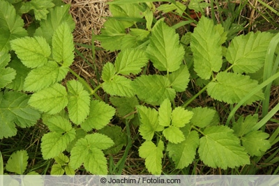 Giersch - Aegopodium podagraria