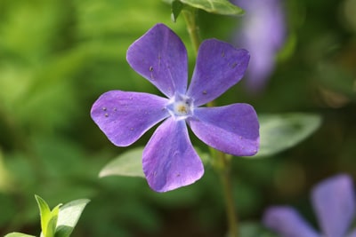 Großblättriges Immergrün - Vinca major