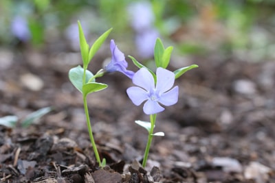 Kleines Immergrün - Vinca minor