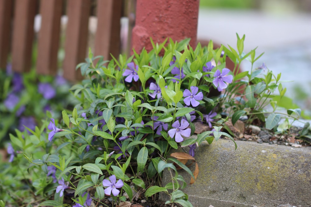 Kleines Immergrün - Vinca minor