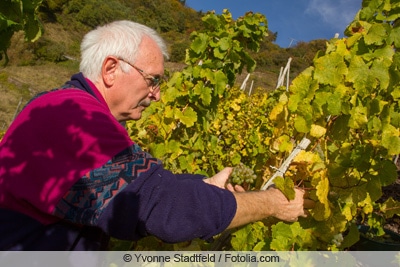 Rebschnitt zur Weinlese