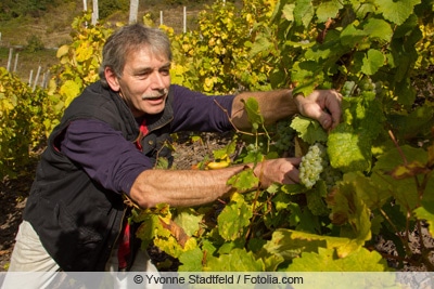 Weinlese im Sommer