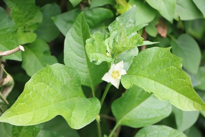 Lampionblume - Physalis alkekengi