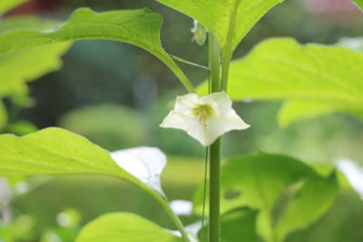 Lampionblume - Physalis alkekengi