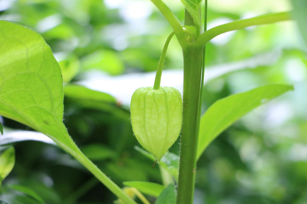 Lampionblume - Physalis alkekengi