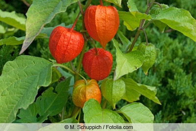 Lampionblume - Physalis alkekengi