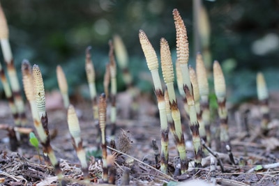 Riesenschachtelhalm - Equisetum telmeteia