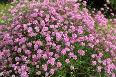 Schleierkraut - Gypsophila paniculata