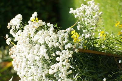 Schleierkraut - Gypsophila paniculata