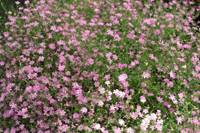 Schleierkraut - Gypsophila paniculata