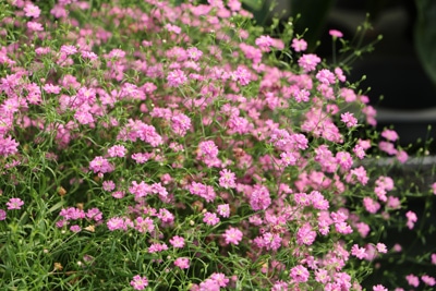 Schleierkraut - Gypsophila paniculata