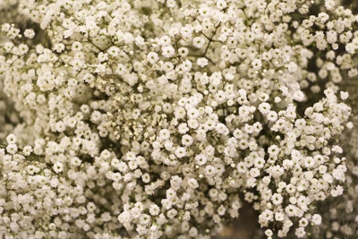 Schleierkraut - Gypsophila paniculata