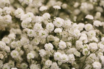 Schleierkraut - Gypsophila paniculata